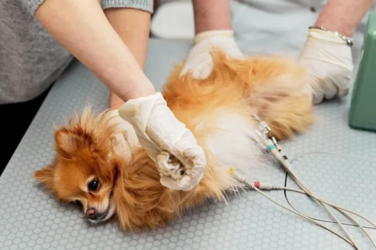 7 Reasons Pets Are Placed On Continuous ECG Monitoring 7 Reasons Pets Are Placed On Continuous ECG Monitoring